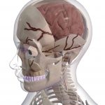 Skull Fractures & Brain