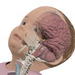 Baby- Upper Body Anatomy