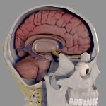 3D Models of Skull & Brain Cross-section